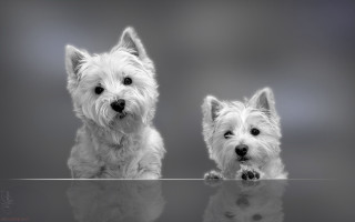 Small white dogs table reflection - a reflection of them free wallpaper