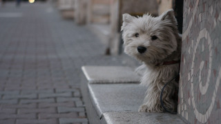 Small white dog sidewalk wall - a leash free wallpaper
