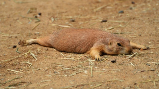 Small animal dirt field dry - top of a dirt field next free wallpaper