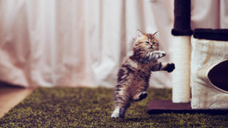 Cat jumping toy arabesque graceful - graceful free wallpaper