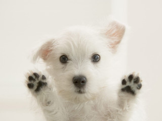 Small white dog paws up 3 - his eye wide open free wallpaper