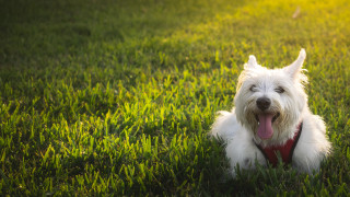 White dog sitting grass tongue - its tongue free wallpaper