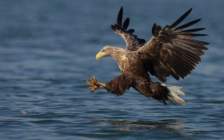 Large bird flying ocean fish - its mouth free wallpaper