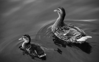 Mother duck duckling pond blackwhite - soft free wallpaper