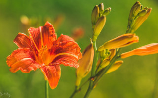 Flower macro blurry background green - claire dalby free wallpaper