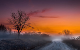 Dirt road tree foggy sunset - a foggy sky in the background free wallpaper