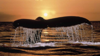 Whale tail sunset ocean silhouette 2 - free bikini wallpaper