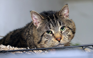 Cat sitting metal fence sad - a sad look free wallpaper