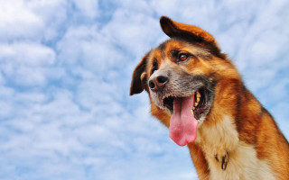 Shiba inu tongue out blue - the background and a dog free wallpaper
