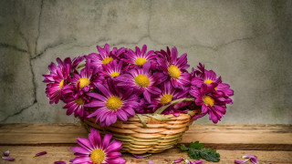 Purple flower basket stilllife watercolor - betty merken free wallpaper