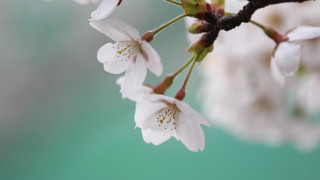 White flower branch macro blurry - a branch of a tree free wallpaper