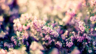 Flowers grass pink blurry macro - a blurry effect free wallpaper
