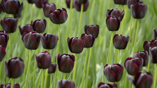 Purple field single flower gothic - green stem free wallpaper