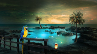 Parrot fence water palm lantern - a palm tree in the background free wallpaper