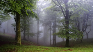 Foggy forest bench branch light - forest free wallpaper