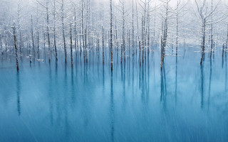 Blue lake snowy trees birds 3 - impressionist free wallpaper