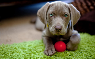 Dog green rug red ball - its mouth free wallpaper