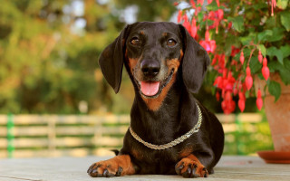 Dog brown black potted plant - a wooden floor next free wallpaper