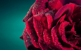 Red rose water droplets blue 2 - a red rose free wallpaper for desktop