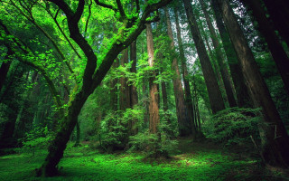 Forest trees green grass middle - the middle of the forest free wallpaper