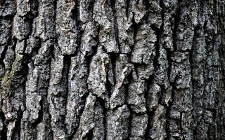 Tree bark bird autumn leaves 2 - a close up of a tree trunk free wallpaper