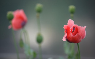 Pink flower bokeh buds macro - the foreground free wallpaper