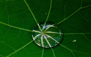 Water droplet green leaf sky - andy goldsworthy free wallpaper