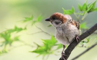 Small bird perched branch green 2 - a small bird free wallpaper
