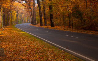 Autumn forest road bench leaves - lot of trees free wallpaper