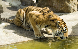 Tiger drinking water pond zoo - amédée ozenfant free wallpaper