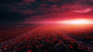 Red flowers cloudy sky sunset - amir zand free wallpaper