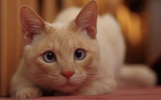 Curious blue eyed cat on - curious free wallpaper