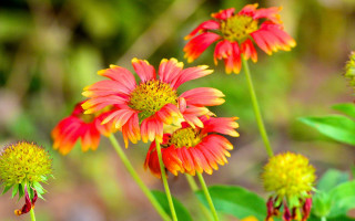 Red yellow flowers field summer - a field of grass and dirt free wallpaper