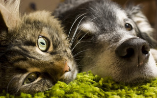 Sad dog cat green rug - a dog and a cat free wallpaper
