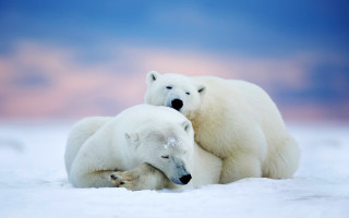Polar bears hugging rubbing ecological - the others head and the other free wallpaper