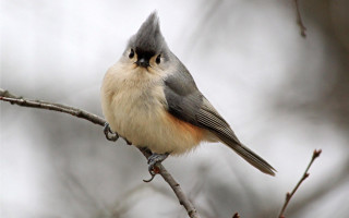 Bird gray white black head - charles bird king free wallpaper