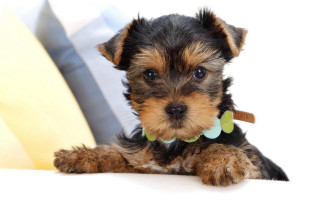 Small dog green collar couch - a green collar free wallpaper