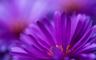 Purple flower yellow stamens macro 2 - a yellow staman free wallpaper