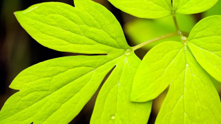 Green leaf water drops closeup 2 - a green leaf free wallpaper
