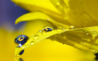Yellow flower water droplets macro 13 - water droplet free wallpaper
