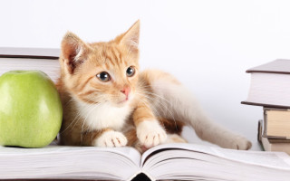 Cat book apple table books - manga free wallpaper