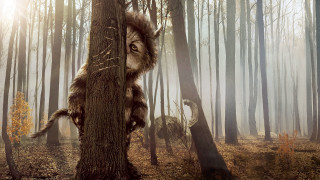 Stuffed animal climbing tree forest - the background and a sunbeam free wallpaper