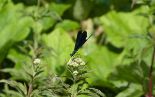 Blue dragonfly flower green leaves 2 - green leaf and flowers free wallpaper