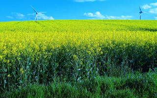 Yellow flowers wind turbines green - a green field free wallpaper