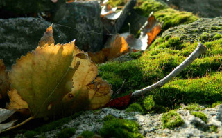 Leaf moss rock wall wire - andor basch free wallpaper