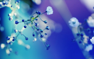 Blue flower bokeh outdoors water - florianne becker free wallpaper