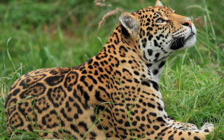 Leopard lying in grass nature - a leopard free wallpaper