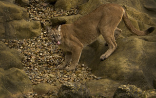 Mountain lion rocky hillside open - a rocky hillside free wallpaper