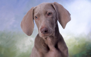 Dog painting blue sky photorealism - a blue sky in the background free wallpaper for desktop