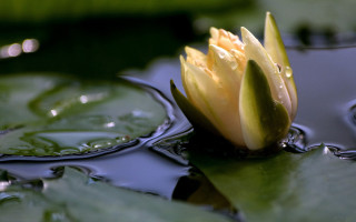 Flower water leaf droplets green - a green leaf free wallpaper